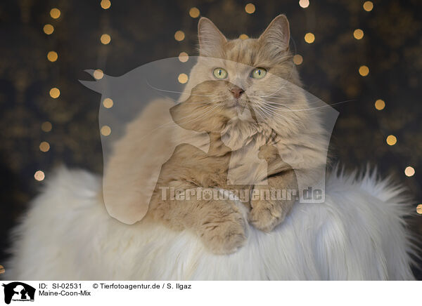 Maine-Coon-Mix / Maine-Coon-Cross / SI-02531