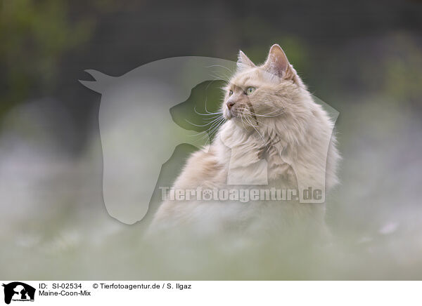 Maine-Coon-Mix / Maine-Coon-Cross / SI-02534