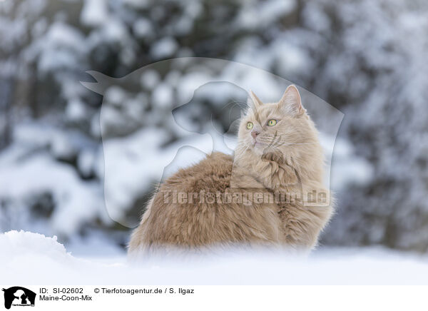 Maine-Coon-Mix / Maine-Coon-Cross / SI-02602