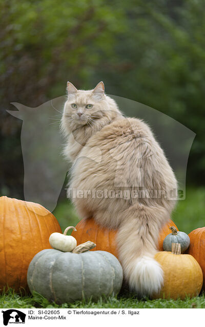 Maine-Coon-Mix / Maine-Coon-Cross / SI-02605