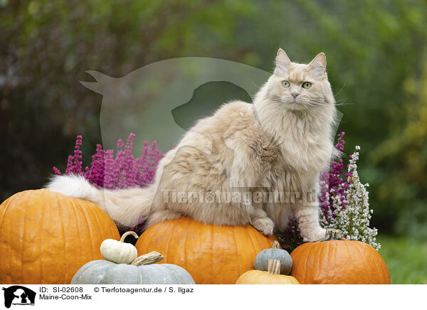 Maine-Coon-Mix / Maine-Coon-Cross / SI-02608
