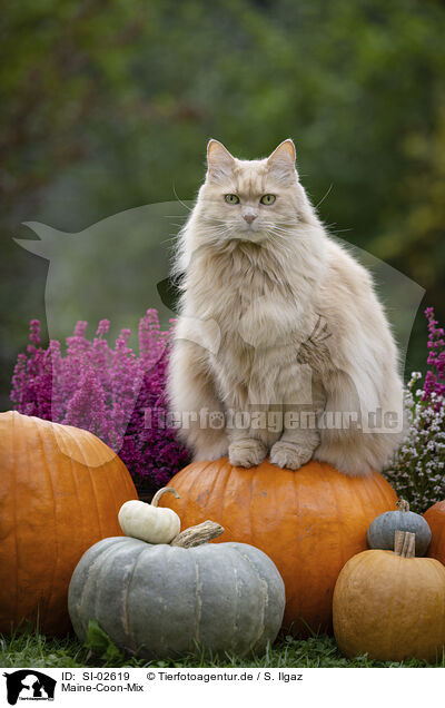 Maine-Coon-Mix / Maine-Coon-Cross / SI-02619