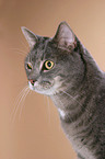 Katze im Portrait