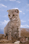 Scottish-Fold-Ocicat-Mischling