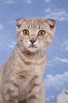 Scottish-Fold-Ocicat-Mischling