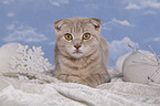 Scottish-Fold-Ocicat-Mischling