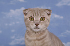 Scottish-Fold-Ocicat-Mischling