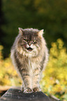 Maine-Coon-Perser-Mix