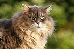 Maine-Coon-Perser-Mix portrait