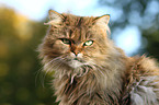 Maine-Coon-Perser-Mix portrait