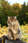 sitzende Maine-Coon-Perser-Mix