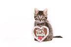 Norwegische-Waldkatze-Mischling Ktzchen