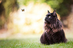 sitzender Maine-Coon-Mischling