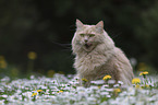 Katze auf einer Blumenwiese