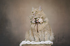 Katze mit Blumenkranz um den Hals
