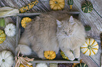 Katze in Holzkiste mit Krbissen