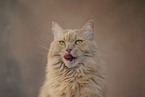 Maine-Coon-Mischling Portrait