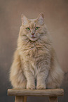 sitzender Maine-Coon-Mischling