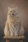 sitzender Maine-Coon-Mischling