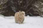 Maine-Coon-Mischling im Schnee