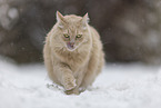 Maine-Coon-Mischling im Schnee