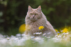 cremefarbener Maine-Coon-Mischling