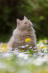 cremefarbener Maine-Coon-Mischling