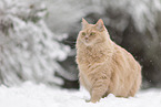 cremefarbener Maine-Coon-Mischling