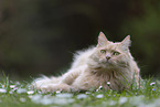 cremefarbener Maine-Coon-Mischling