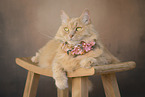 cremefarbener Maine-Coon-Mischling