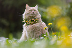 cremefarbener Maine-Coon-Mischling