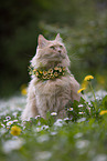 cremefarbener Maine-Coon-Mischling