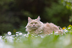 cremefarbener Maine-Coon-Mischling