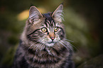 Maine-Coon-Mischling