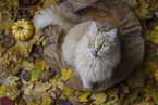 Maine-Coon-Mischling