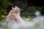 Maine-Coon-Mischling