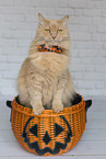 Maine-Coon-Mischling