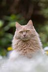 Maine-Coon-Mischling