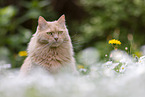 Maine-Coon-Mischling