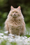 Maine-Coon-Mischling