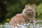 Maine-Coon-Mischling