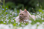 Maine-Coon-Mischling