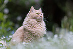 Maine-Coon-Mischling