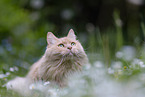 Maine-Coon-Mischling