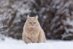 Maine-Coon-Mischling