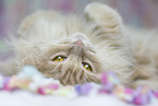 Maine-Coon-Mischling