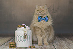 Maine-Coon-Mischling