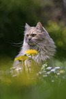 Maine-Coon-Mischling