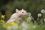 Maine-Coon-Mischling