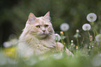 Maine-Coon-Mischling